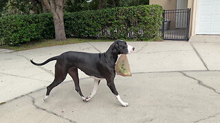 Proud Great Dane Delivers Her First Bag Of Groceries