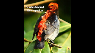 Scarlet-backed Flowerpecker bird video