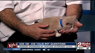 Ask Dr. Joe: Felix the cat visits