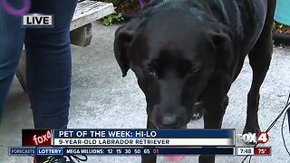 Pet of the Week: Hi-lo