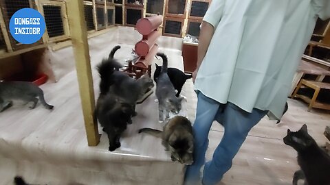 Visite et aide à un refuge pour chats à Makeyevka - Août 2023