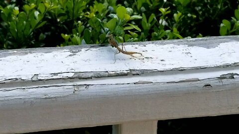 Praying Mantis Dance