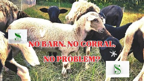 NO perimeter fence, barn or corral! Lean Sheep Grazing!