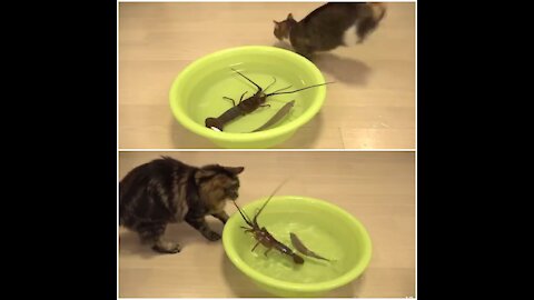 spiny lobster vs cats