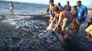 Tubarão é resgatado de rede de pesca
