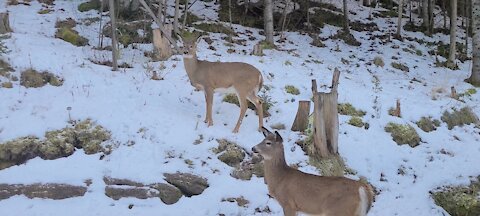 Lots of commotion in the forest