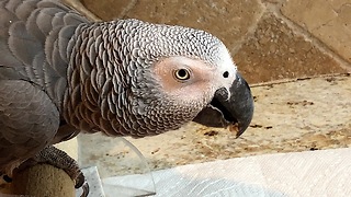 Persistent parrot makes specific request for breakfast