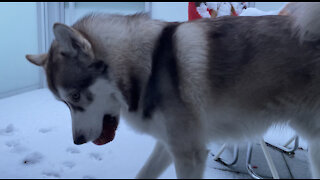 Husky stole the apple 🍎