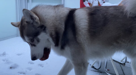 Husky stole the apple 🍎