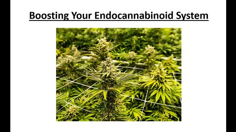 Boosting Your Endocannabinoid System