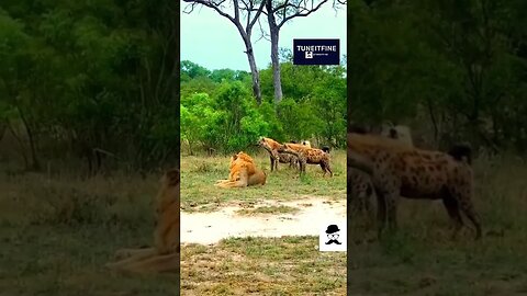 Lions Unleashed: Wild Hyena attacked by Lions-2
