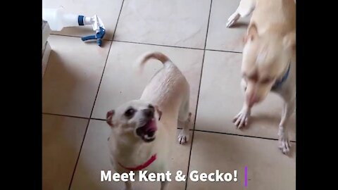 Meet Kent and Gecko!