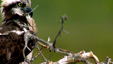 Bird Nest Building Hilariously Gone Wrong