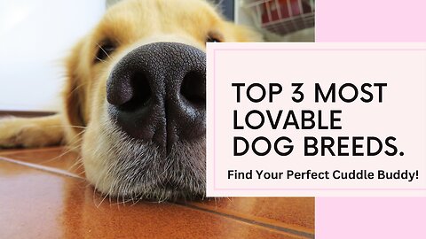 Top 3 Most Lovable Dog Breeds 💕 Find Your Perfect Cuddle Buddy