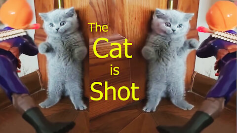 cats - The Cat is Shot - funny cats - #shorts