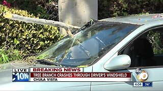 Tree limb crashes through windshield