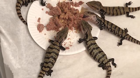 Sophisticated Lizards Sit Down Together For Family Meal