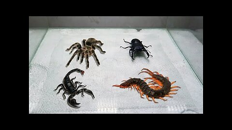 Scorpion Tarantula Centipede Black Titan Bug