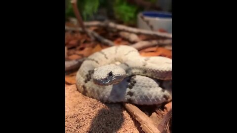 😳😱Top Dangerous snake ❤️ |🐍🐍 Snake nature WhatsApp Status | amazing nature video #shorts(1)