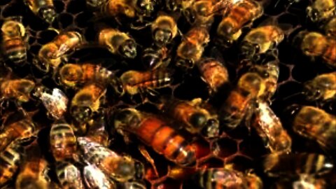 Miles de abejas en una casa