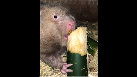 Bamboo rats like to eat bamboo like pandas, very cute