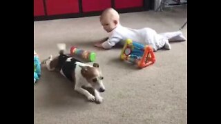 Søt hund prøver å lære en baby å krype