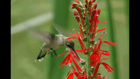 Hummingbird-Feeding in the nest