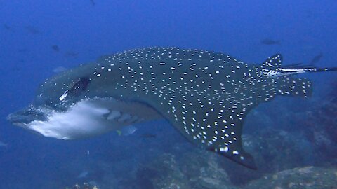 Spotted eagle stingray glides majestically past scuba diver