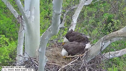 USS Bald Eagle Cam 1 5-1-23 @ 13:02:11 Irvin & Claire chase 2nd duckling around nest