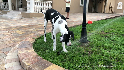 Great Dane Has Fun Drinking From Sprinklers