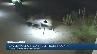 Rare sighting of javelina in central Phoenix