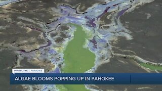 Potentially toxic algae forms near Pahokee City Marina