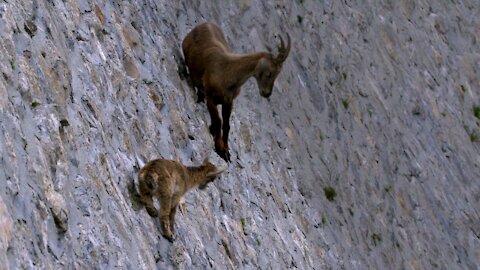 Mother goat teaches her kid a lesson in cliff climbing