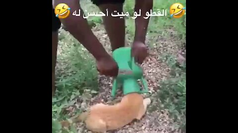 Save a dog from a plastic pot