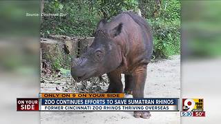 Cincinnati Zoo hopes it can save these special rhinos