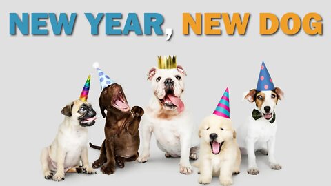 New Year, New Dog | CKC's Talkin' Dogs List Show