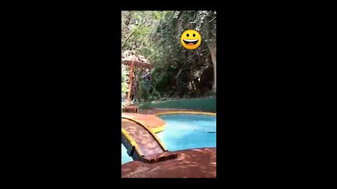 Monkey Swimming in pool funny video
