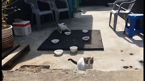 babycat who wants to play with her mother cat.(63day old cat - part1)