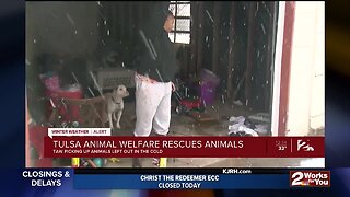 Tulsa Animal Welfare Rescuing Animals From the Cold