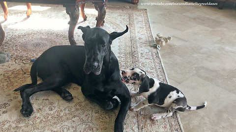 Patient Great Dane puts up with extremely pesky puppy