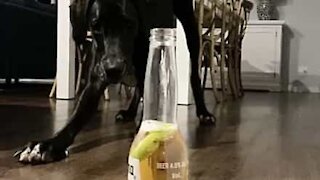 Dog doesn't trust Corona beer