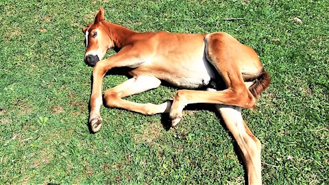 Sleepy young foal adorably stretches out to dream in the sunshine