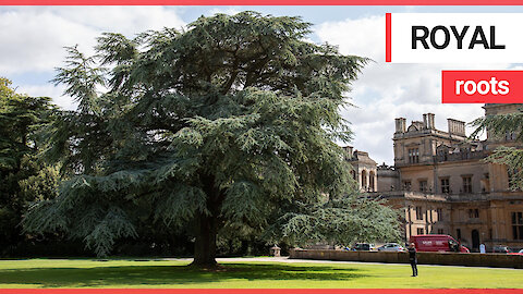 A tree stands as tall as a country house 100 years after it was planted by Queen Mary