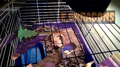 BEARDED DRAGON Het Zero LEATHERBACK LAYING EGGS IN EGG BOX EGG COUNT AND INCUBATIONS 25 EGG CLUTCH!!!