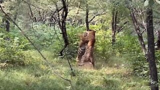 Impressionnant : Deux tigres se battent sous leurs yeux