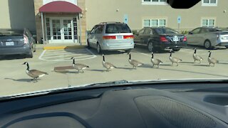 A parade of geese.