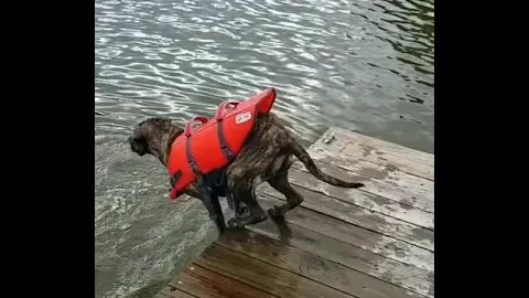 Dog Dives in Lake #Shorts