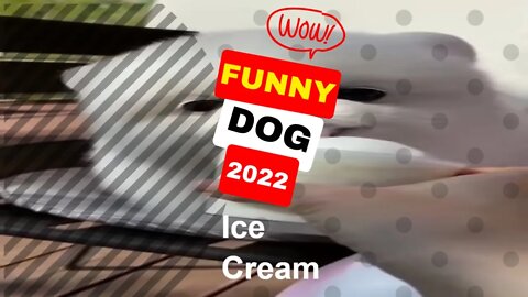 🤣Funny Dogs love Ice Cream 2022 Video Clips #shorts