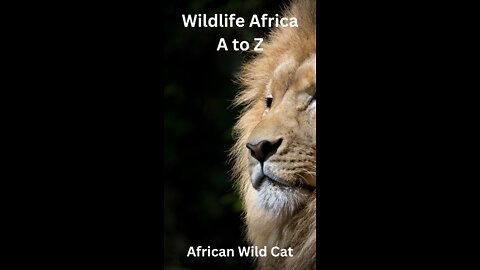 Wildlife Africa A to Z - African Wild Cat