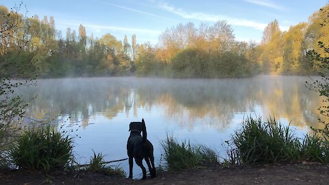 Did this dog just get spooked by a ghost on the water?